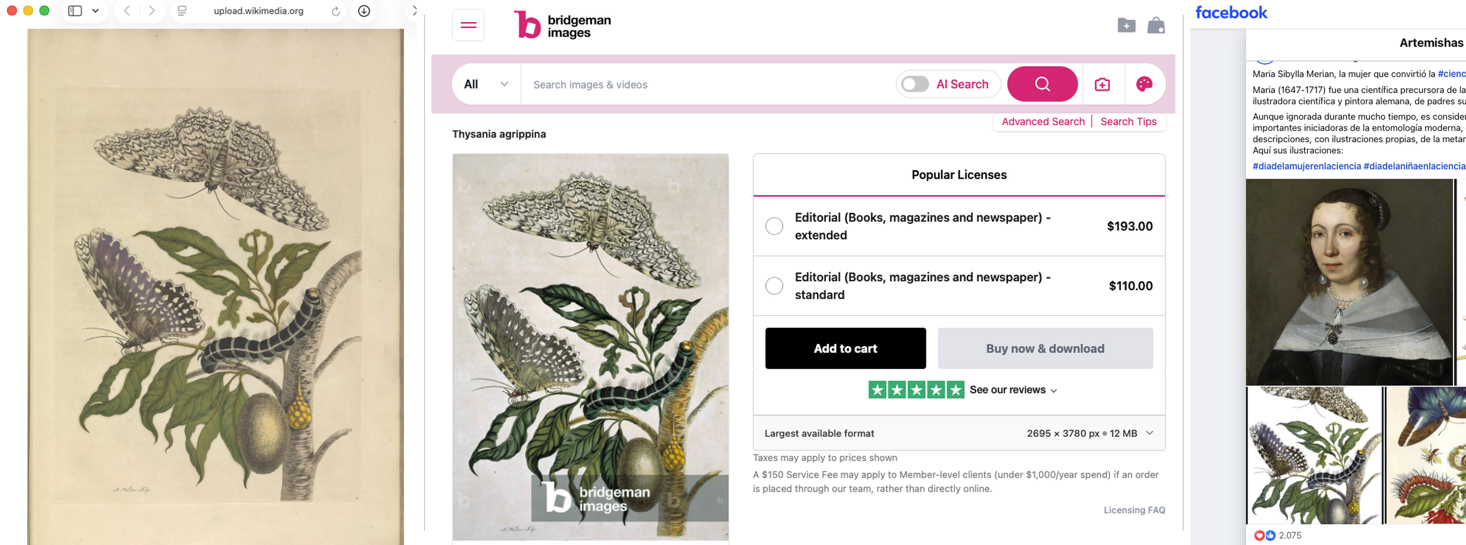 The same public-domain image shown three ways: free on Wikimedia Commons, sold for a licence fee on a stock-photo site, and reused on social media.